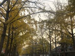 -三里屯东五街银杏大道