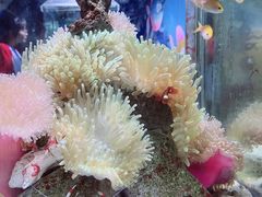 -太平洋海底世界