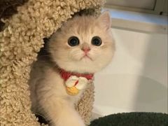 -猫十亿·布偶金渐层·曼基康矮脚猫舍(青年路店)