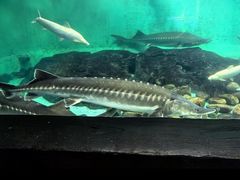 -太平洋海底世界