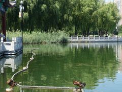 -莲花池公园