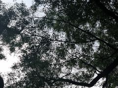 -中山市树木园