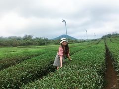 -雪绿茶博物馆