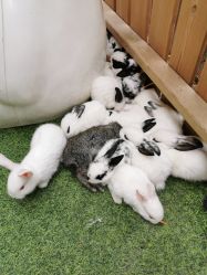 点击看大图 -萌宠亲子动物乐园(槐房万达店)