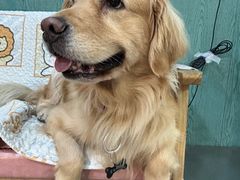 -严国平动物医院(德政总院)