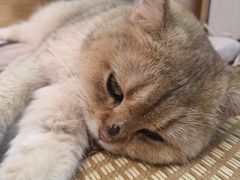 -喵屿·大理花园猫咖