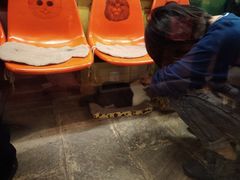 -猫咪博物馆(顶澳仔猫街店)