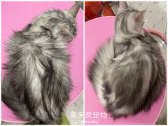 -FAELING PETS美天灵宠物(合生汇店)
