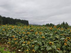 -日照海滨国家森林公园