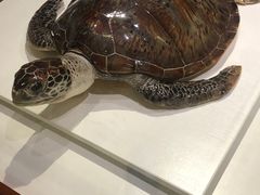 -青岛贝壳博物馆
