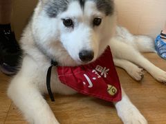 -Husky Go! 哈士奇体验馆·宠物咖啡厅狗咖