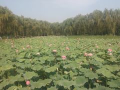 -东升八家郊野公园