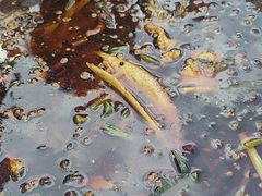 -胖子鱼·天水麻辣鱼火锅(秦州407店)