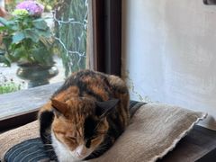 -concerto协奏曲咖啡店