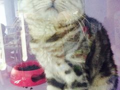 -喵的天空名猫咖啡馆·撸猫·猫舍·用品