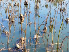 -梁鸿国家湿地公园