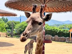 -杭州野生动物世界