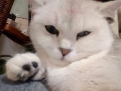 -平行世界·猫咖(首经贸店)