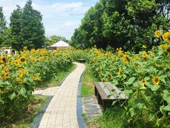 -同里国家湿地公园