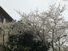 -武汉大学-樱园