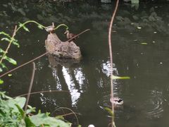 -广州兰圃