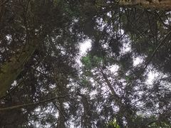 -武陵山森林公园