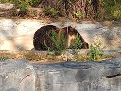-武汉动物园