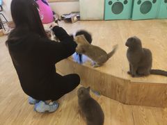 -萌喵咖啡屋(人民东路4号口M16商铺店)