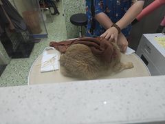 -瑞鹏·疫苗·绝育·宠物医院(金沙洲店)