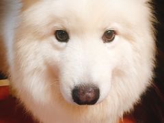 -more than meow吴止猫主题餐厅(承德 中船汇店)