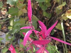 -霸王河欢乐世界