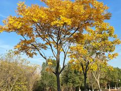 -盘龙城国家考古遗址公园