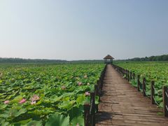 -西青郊野公园