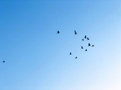 -大亚湾红树林城市湿地公园