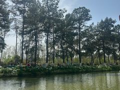 -合肥滨湖国家森林公园