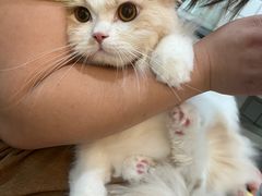 -猫大福·Fortune Cat猫舍(百子湾店)