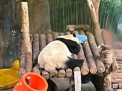 -青藏高原野生动物园