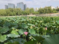 -莲花池公园