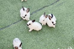 -萌宠亲子动物乐园(槐房万达店)