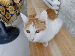 -平行世界·猫咖(首经贸店)