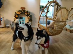 -Husky Go! 哈士奇体验馆·宠物咖啡厅狗咖