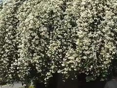 -郑和公园