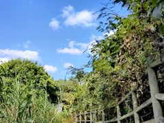 -野象谷景区