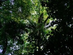 -南宁良凤江国家森林公园