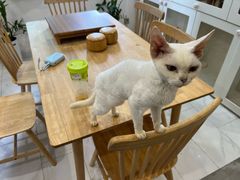 -楼上猫咖(罗湖店)