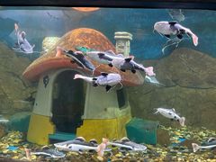 -梦幻海洋王国(吾悦广场张家港店)