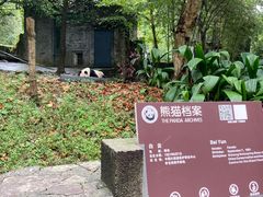 -都江堰中华大熊猫苑