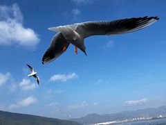 -海埂大坝