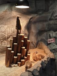 -Zoolung Zoolung动物主题公园(海信广场店)