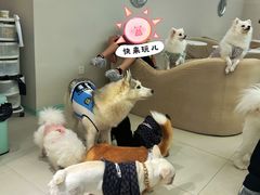 -怪兽屋·羊驼·猫咖·狗咖(俊华广场店)